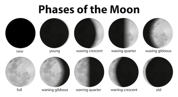 Free Vector Phases Of The Moon