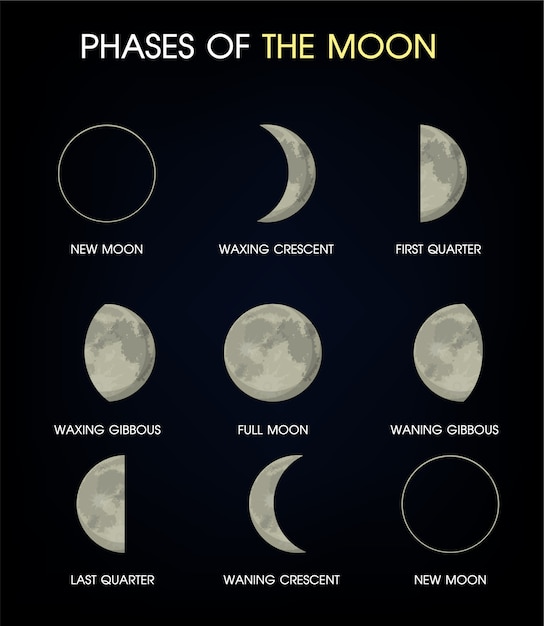 Premium Vector | The phases of the moon.