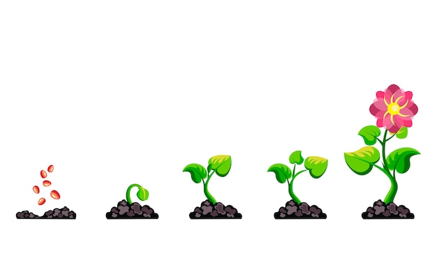 植物 成長