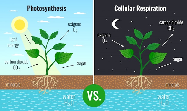 無料のベクター すべての植物の機能を強化する光合成蓄積糖と細胞呼吸