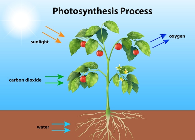 Free Vector Photosynthesis