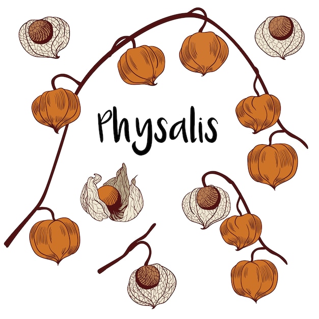 Premium Vector Physalis Set