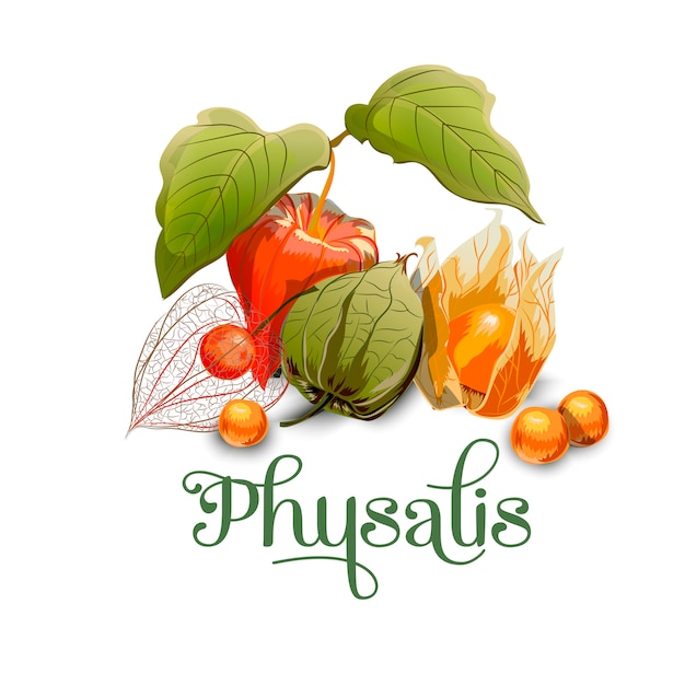 Premium Vector Physalis