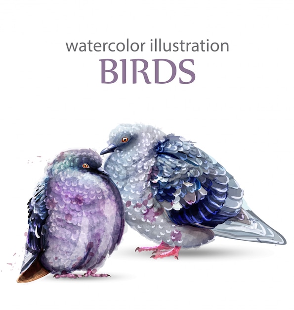 ピジョン鳥の水彩画 プレミアムベクター