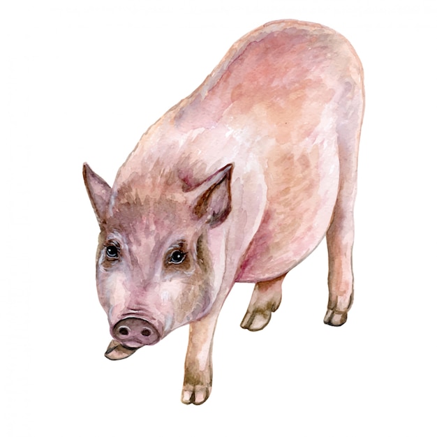 Download Piglet pig in watercolor Vector | Premium Download