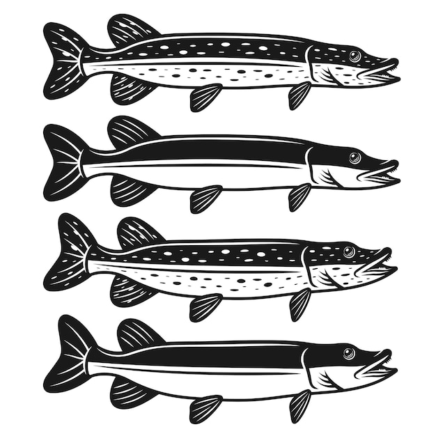 Premium Vector | Pike fish set of four styles detailed monochrome ...