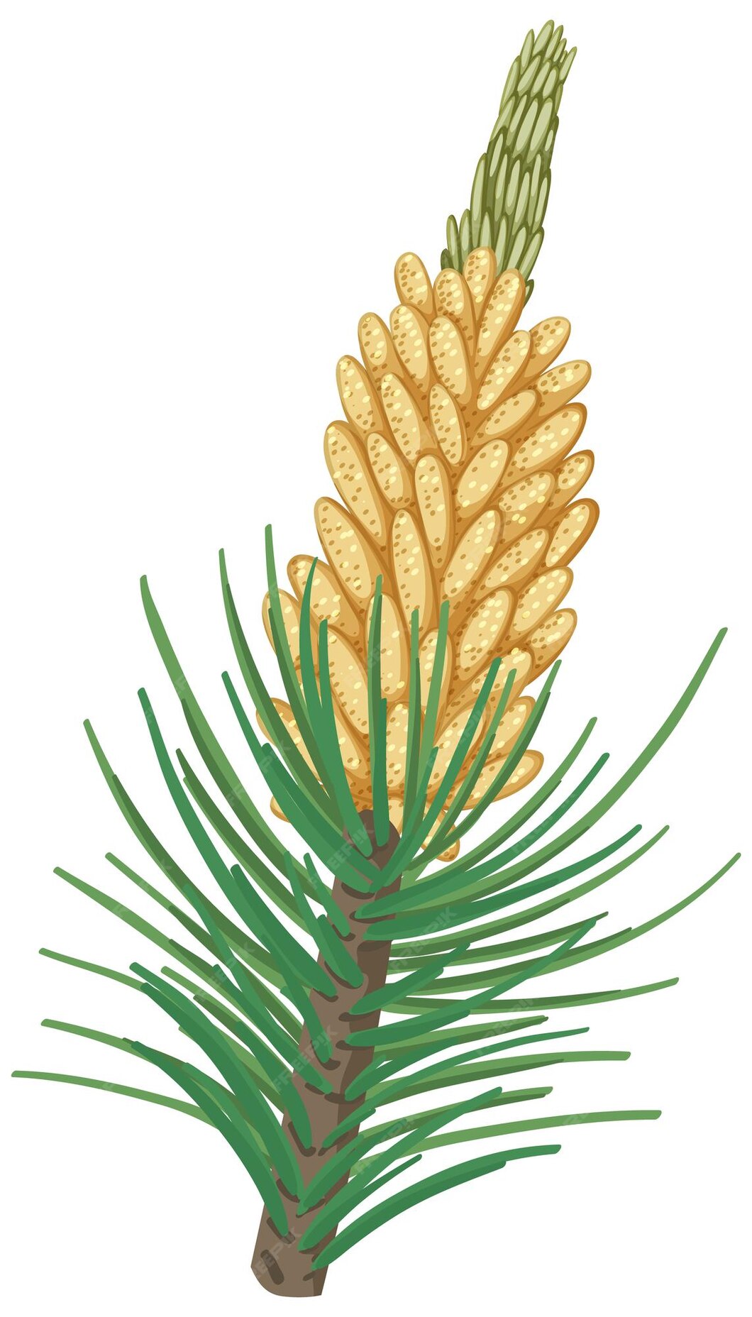 free-vector-pinecorn-with-pine-needles-isolated