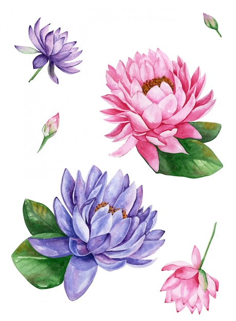 ピンクと紫のスイレンの蓮の花 水彩イラスト プレミアムベクター
