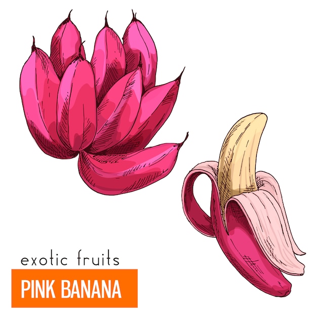 Pink banana. color vector illustration. Premium Vector
