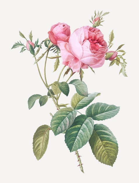 Free Vector | Pink cabbage rose