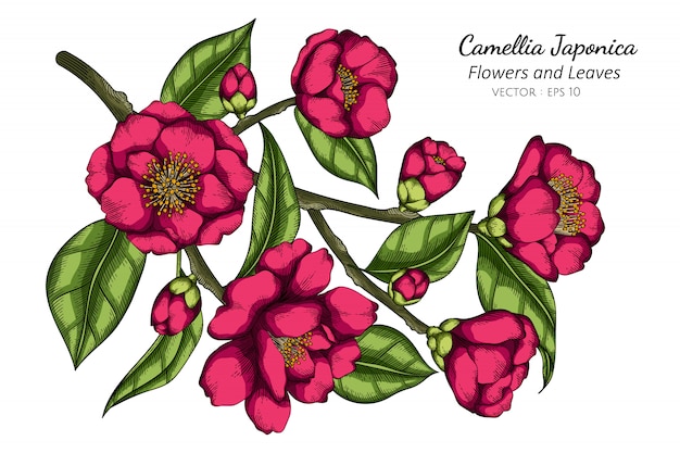 ピンクのツバキの花と葉のイラストを描く プレミアムベクター
