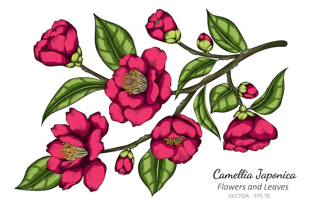 Premium Vector | Pink camellia japonica flower and leaf drawing