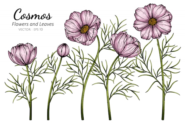 Premium Vector | Pink cosmos flower and leaf drawing illustration