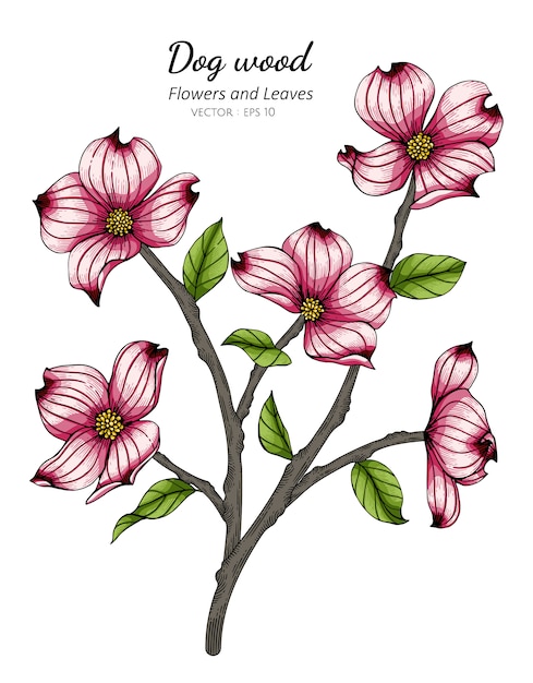 ピンクのハナミズキの花と白い背景のラインアートとイラストを描く葉 プレミアムベクター