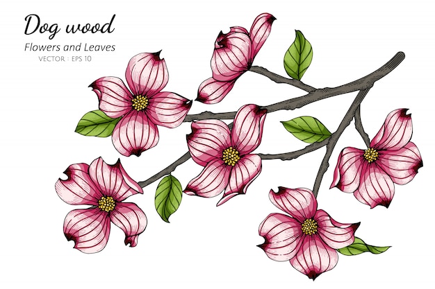 ピンクのハナミズキの花と葉の線画イラスト白で描画 プレミアムベクター