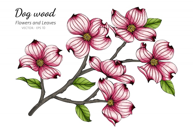 ピンクのハナミズキの花と葉の白のラインアートとイラストを描きます プレミアムベクター