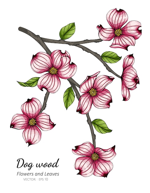 ピンクのハナミズキの花と葉のイラストを描く プレミアムベクター