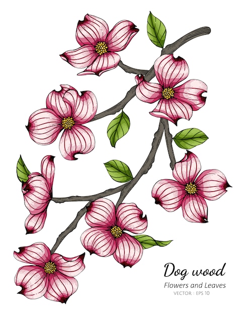 Download Dogwood Flower Drawing / It just draws you in. - Viper ...