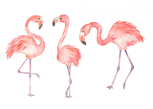 Download Pink flamingos in watercolor style | Premium Vector