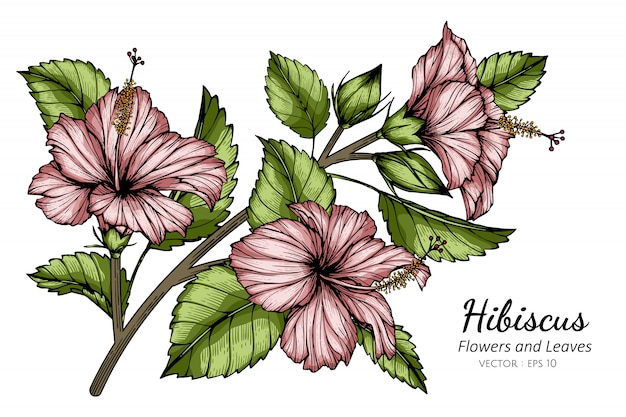 ピンクのハイビスカスの花と葉の白い背景のラインアートとイラストを描きます プレミアムベクター