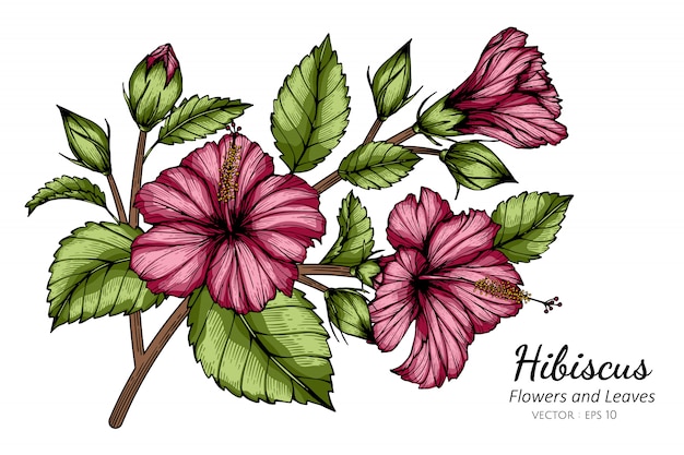 ピンクのハイビスカスの花と葉のイラストを描く プレミアムベクター