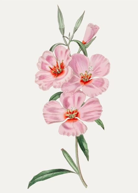 Download Free Vector | Pink hibiscus