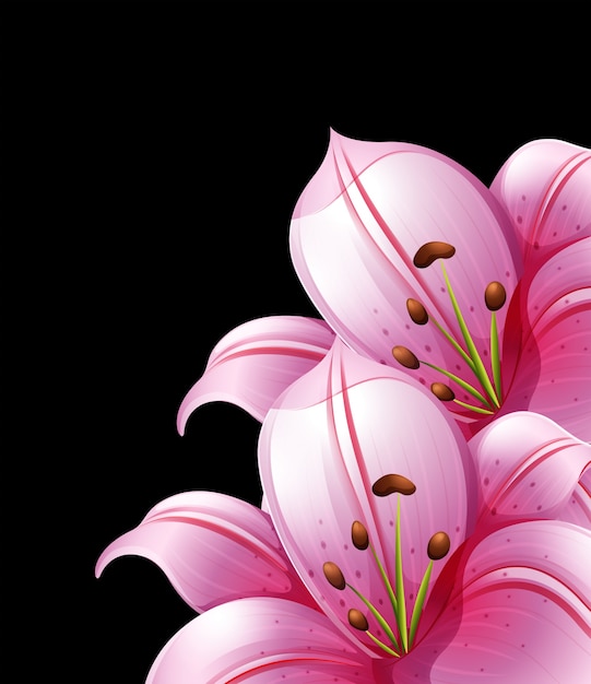 Pink lily flowers on black background