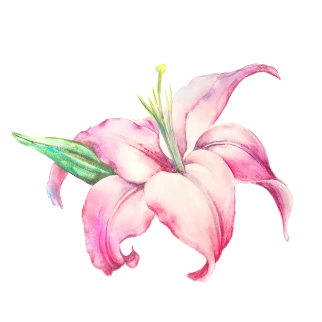 Free Free 143 Vector Lily Flower Svg SVG PNG EPS DXF File