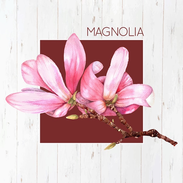 Pink magnolia background