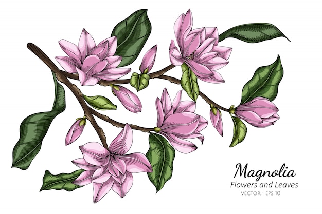 Premium Vector Pink Magnolia Flower And Leaf Drawing Illustration