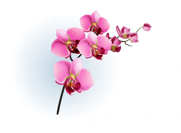 Phalaenopsis Orchid Images | Free Vectors, Stock Photos & PSD