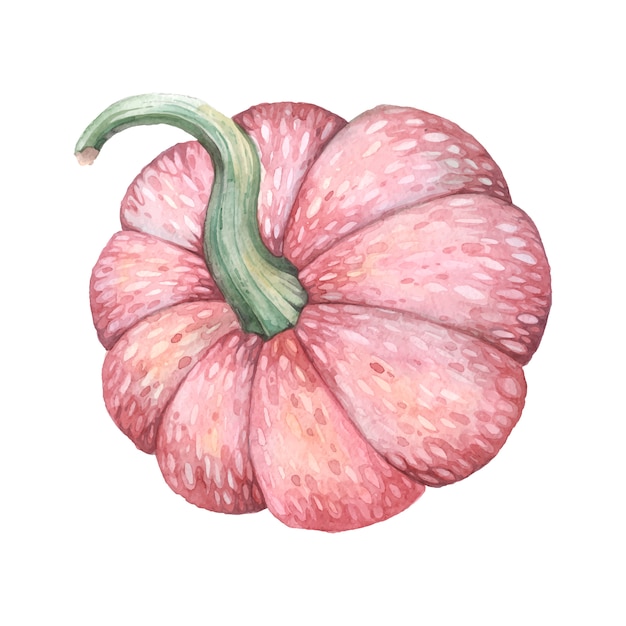 Premium Vector | Pink pumpkin illustration
