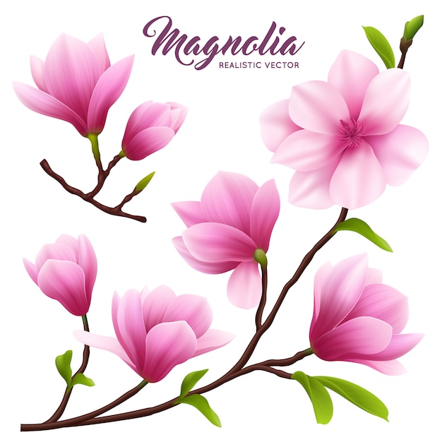 ピンクのリアルなマグノリアの花のアイコンが美しく かわいい葉と枝に花を設定 無料のベクター