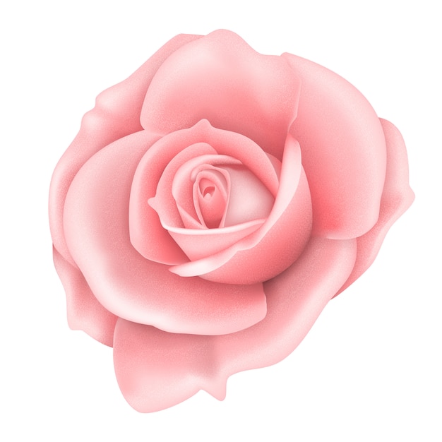 Premium Vector Pink Rose Flower Isolated On White