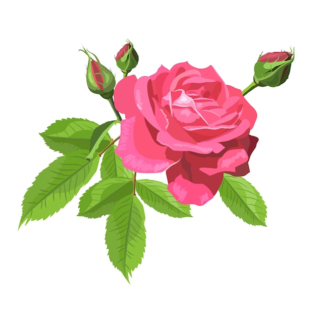 Premium Vector Pink Rose Flower