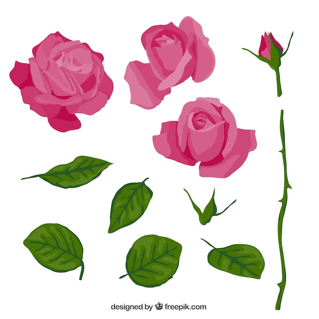 Pink rose in parts