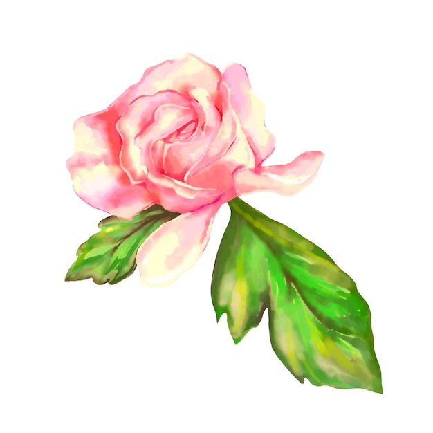 Premium Vector Pink Rose On A White Background Watercolor Vector Illustration Vector Illustration 4969