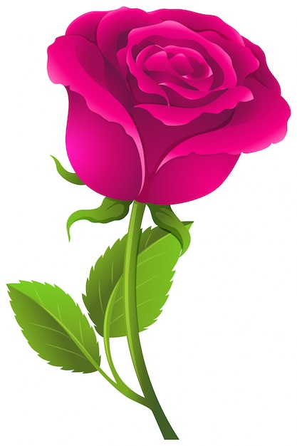 Free Vector Pink Rose With Green Leaves