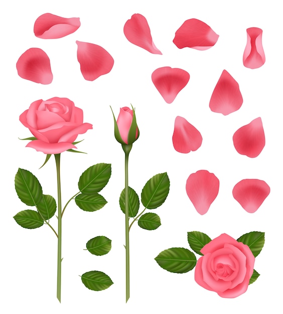 ピンクのバラ 美しいロマンチックな結婚式の植物のつぼみと花びらの葉とバラの現実的な写真を設定します ローズブルームピンクに 結婚式の装飾イラスト プレミアムベクター