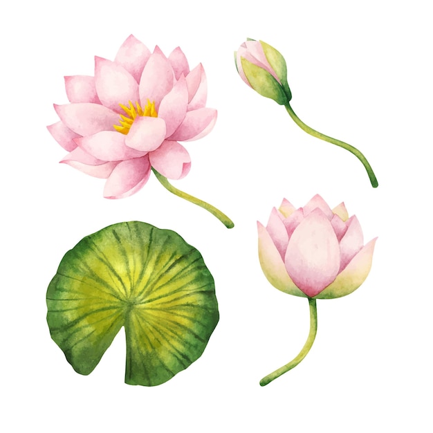 ピンクの睡蓮の花 つぼみ 葉 顕花植物と植物クリップアートのセット プレミアムベクター