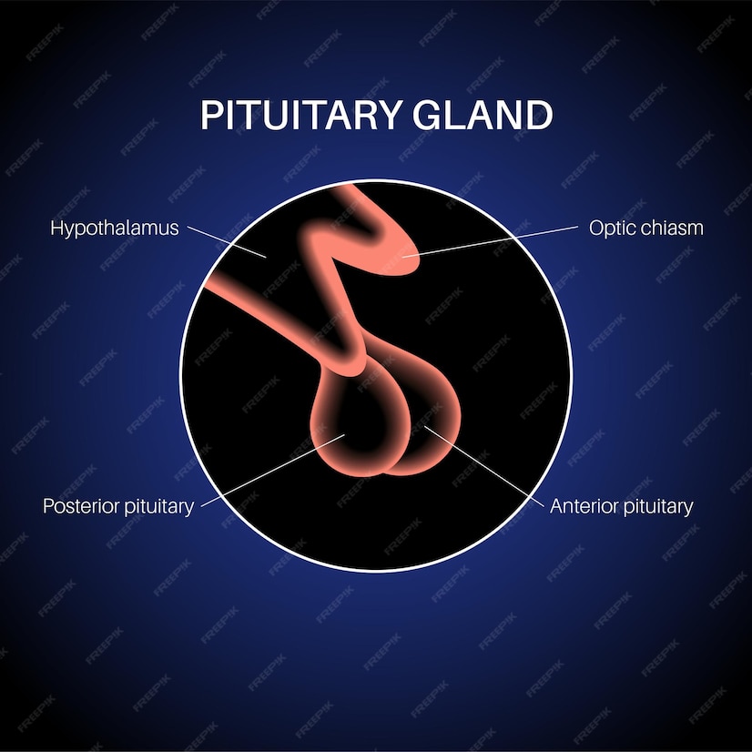 Premium Vector | Pituitary gland anatomy. human endocrine system, brain ...