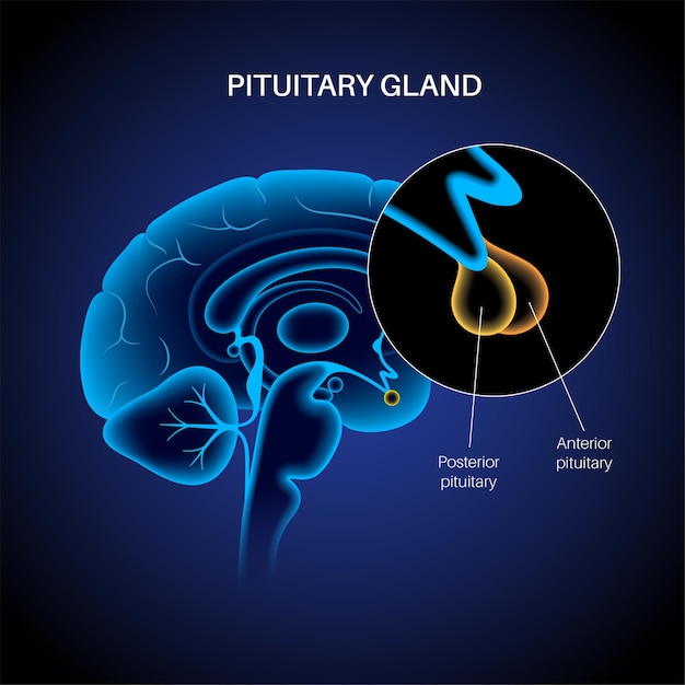 Premium Vector | Pituitary gland anatomy. human endocrine system, brain ...