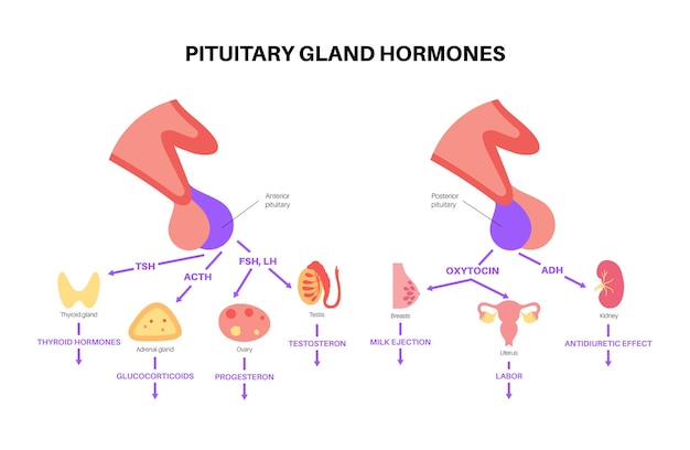 Premium Vector | Pituitary gland anatomy. human endocrine system, brain ...