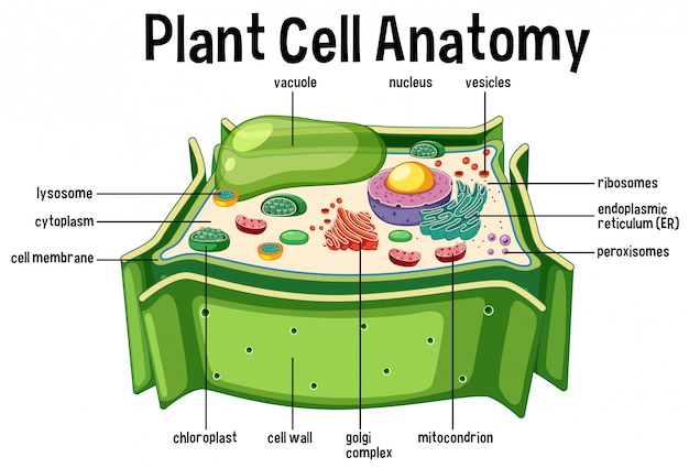 Premium Vector Plant Cell Anatomy Diagram