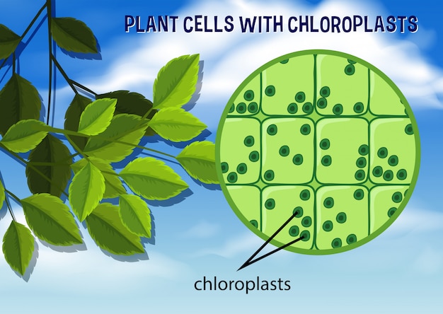 葉緑体植物細胞 プレミアムベクター