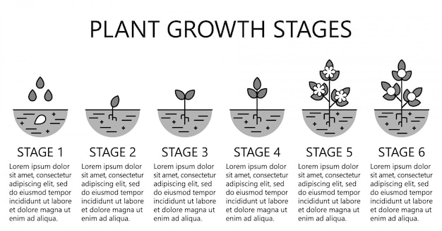 Plant Growth Stages Infographics Royalty Free Vector Image