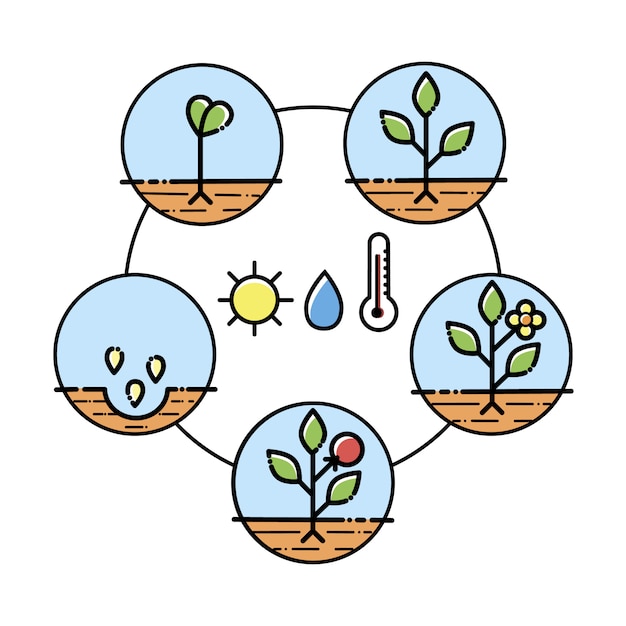 Plant Growth Stages Infographics Royalty Free Vector Image