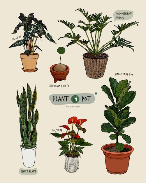 Houseplant In Pot Hand Draw Sketch