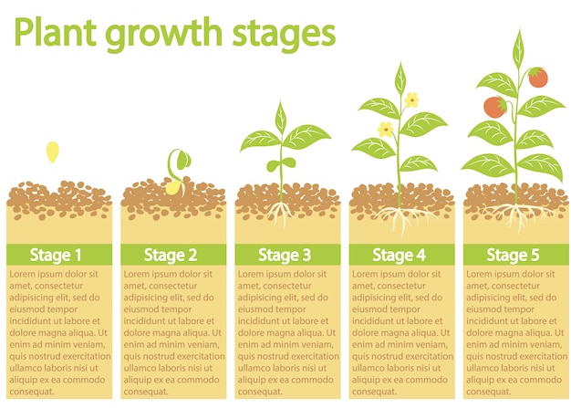 Premium Vector | Plants growing infographic. plants growing process ...