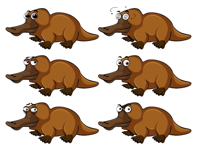  Platypus with different facial expressions Premium Vector
